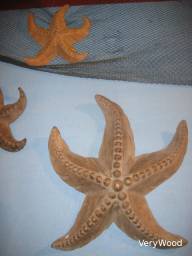 Starfish / Apercu n 4